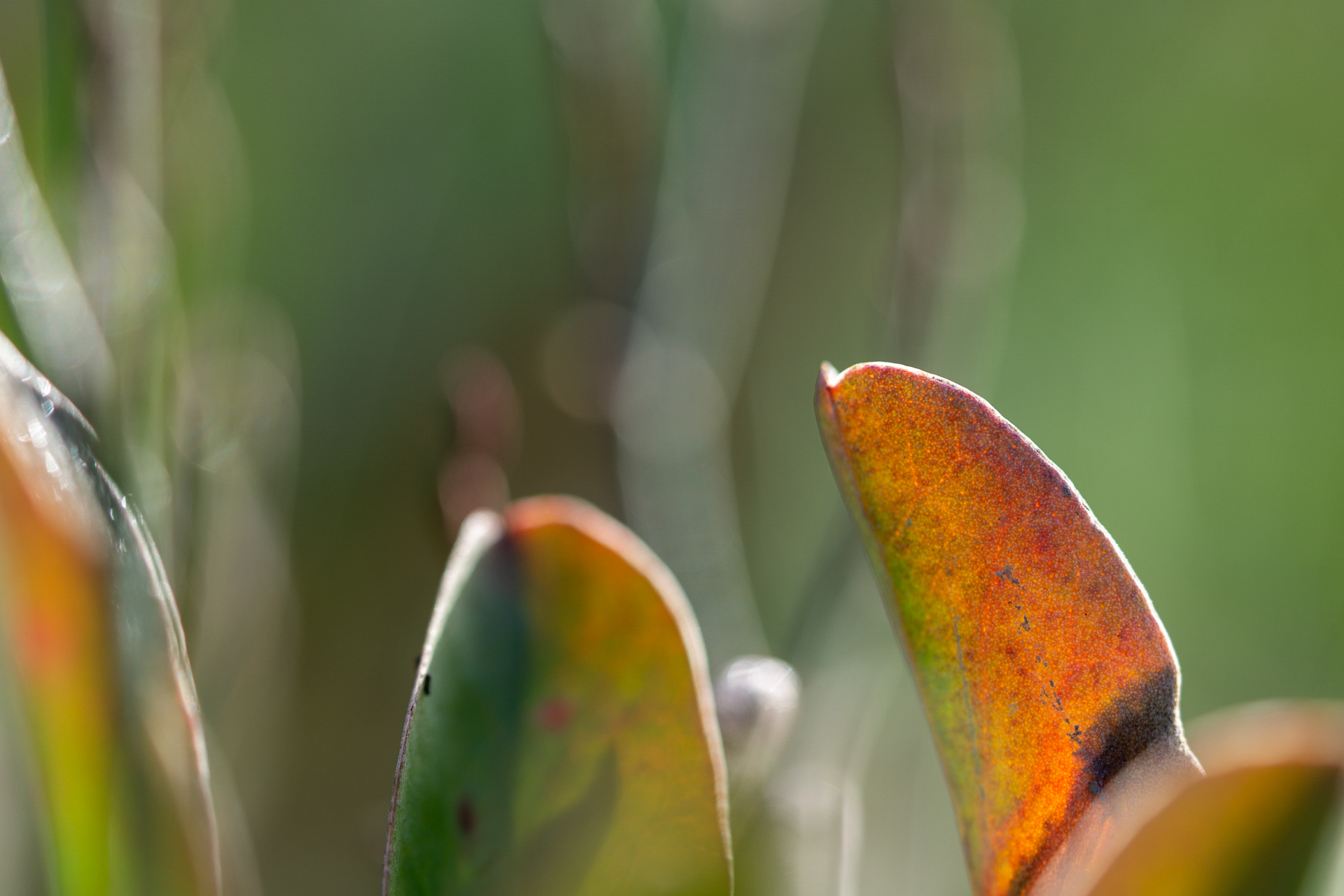 Photo: mlk-regional-shoreline-park-9.jpg