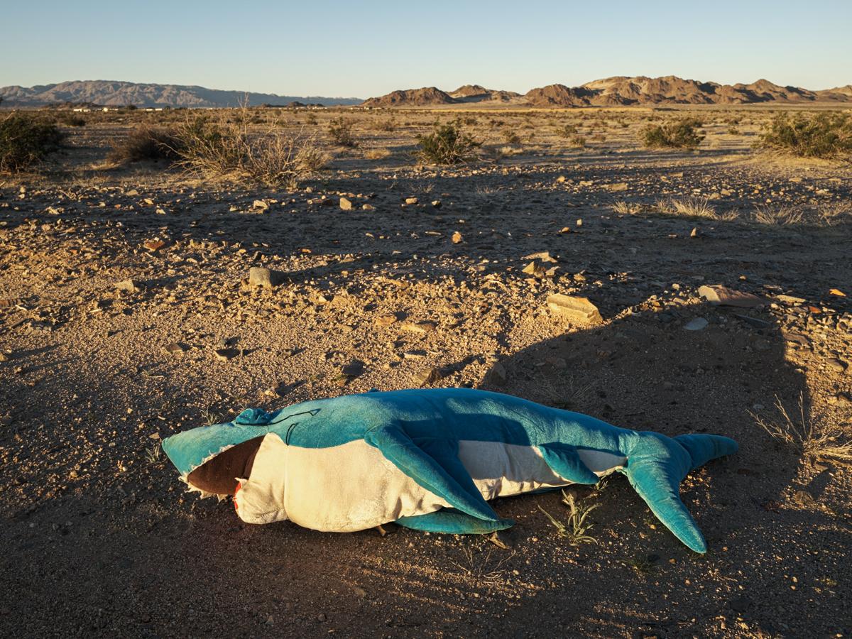 Plush toy shark with open mouth lies in desert landscape.