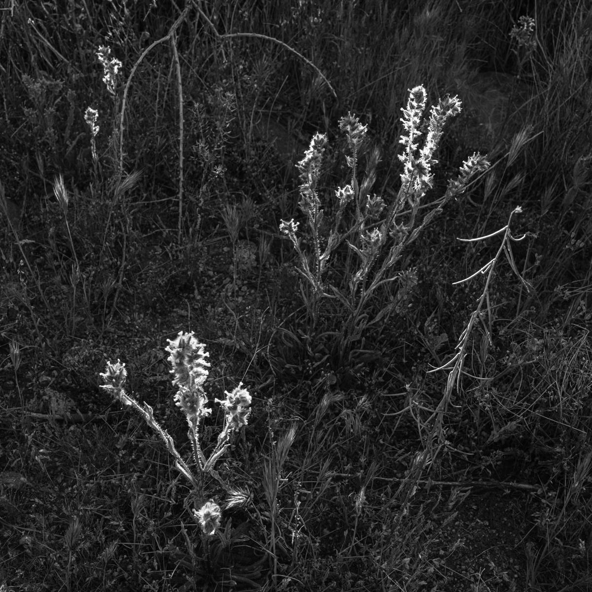 A few plants lit by sunlight among others in shadow.