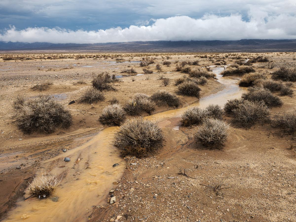 Muddy water flowing through narrow desert wash, flanked by creosote bushes, with mountains and low clouds in background.