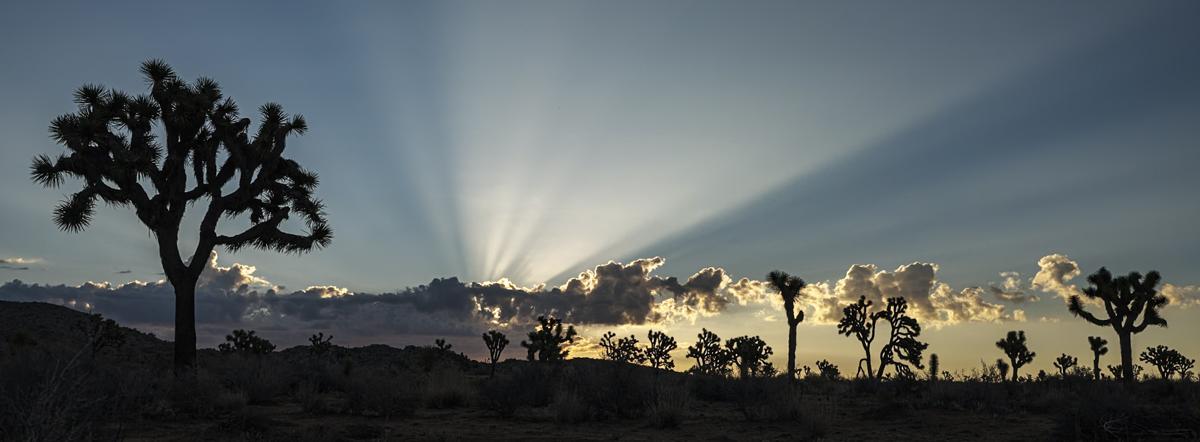 Panoramic view of Joshua trees silhouetted against sunburst.