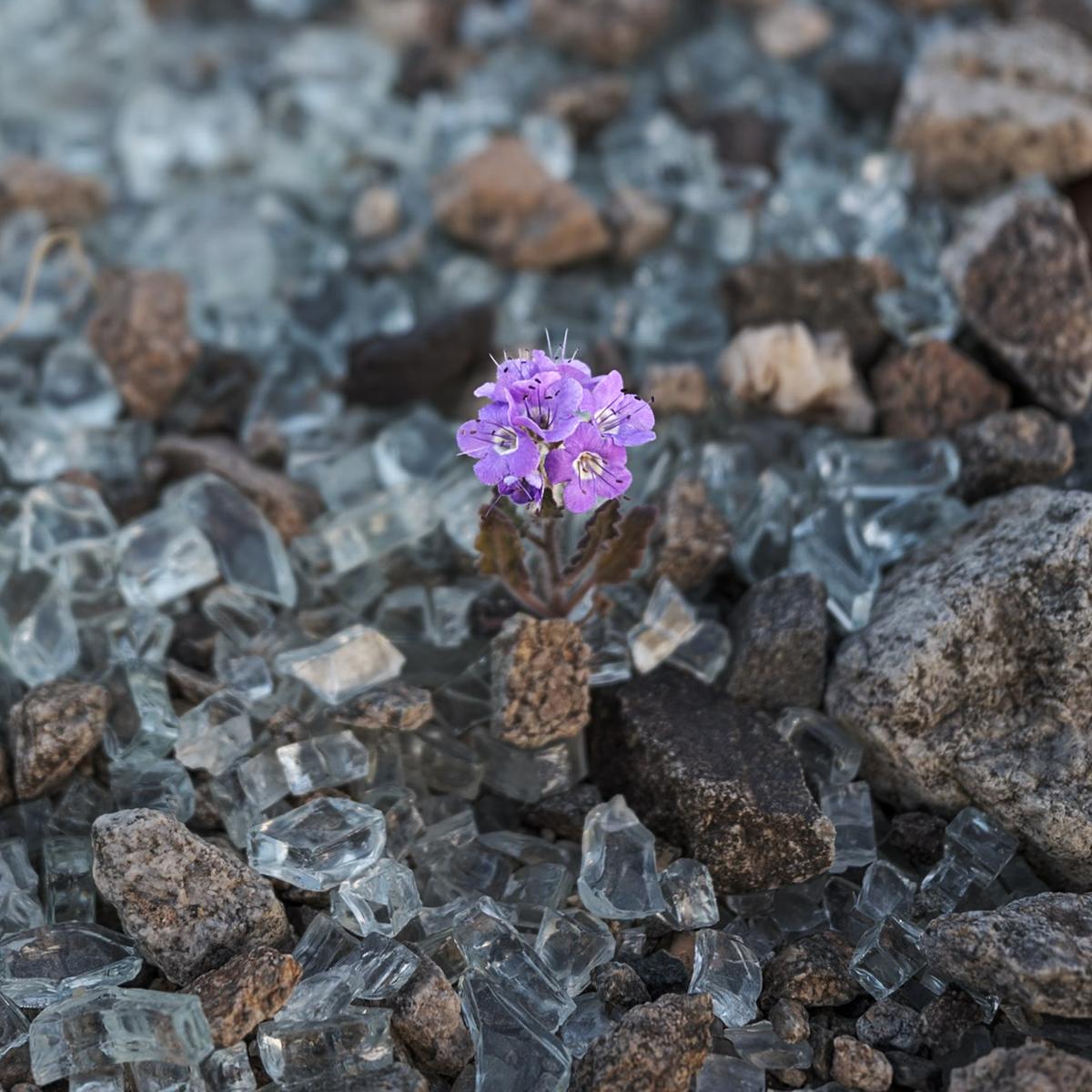 A purple flower cluster blooms alone in a patch of rocks and broken glass.