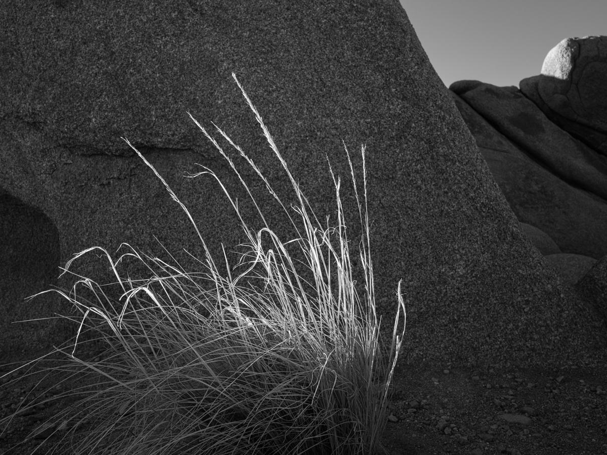 A dry tuft of grass lit by sunrise against rocks in shadow.