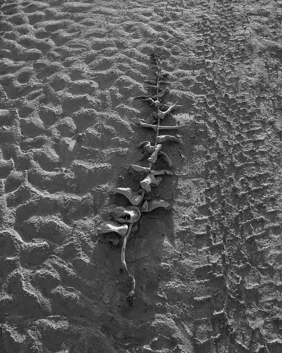 Monochrome picture of leafy stalk lying in desert sand with ripples to its left and a tire track to its right.