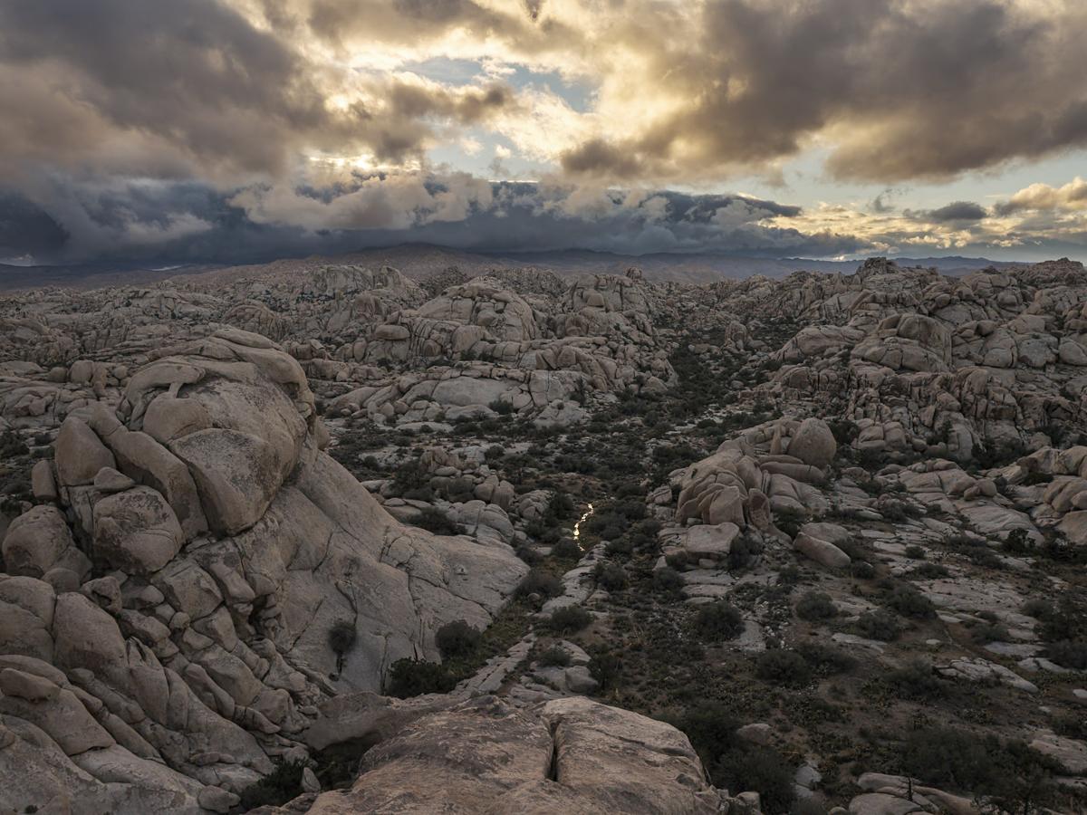 Joshua Tree National Park's 